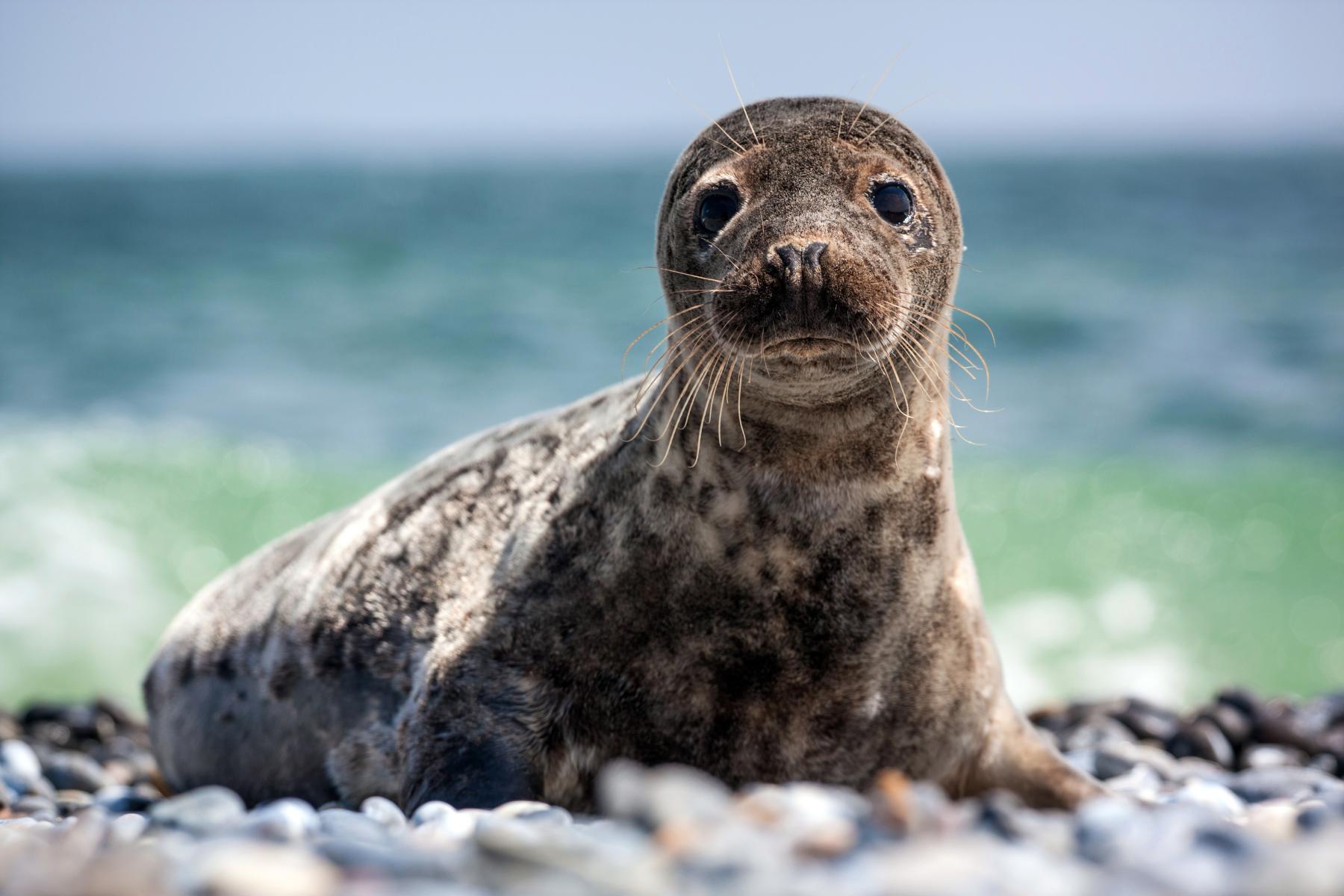 Gråsäl. Foto: Shutterstock jurra8 WWF