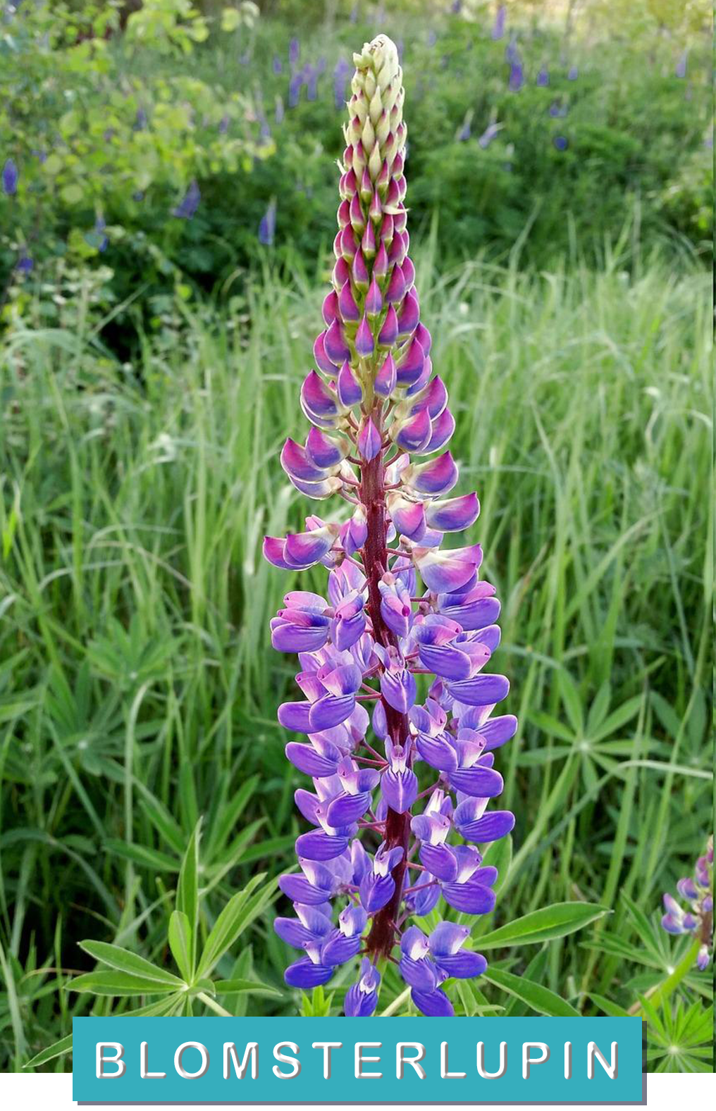 Blomsterlupin