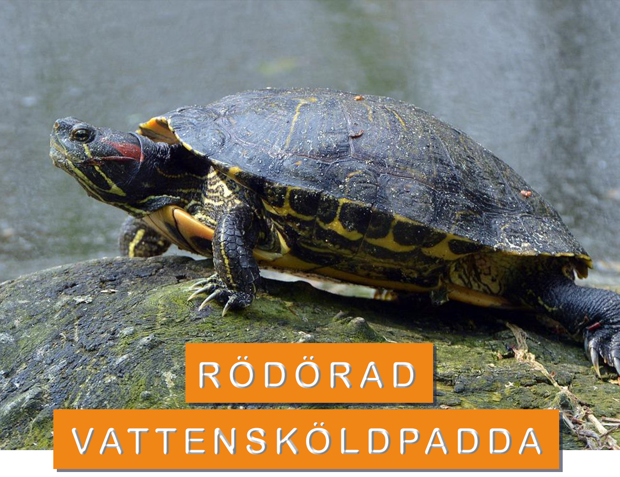 Rödörad vattensköldpadda