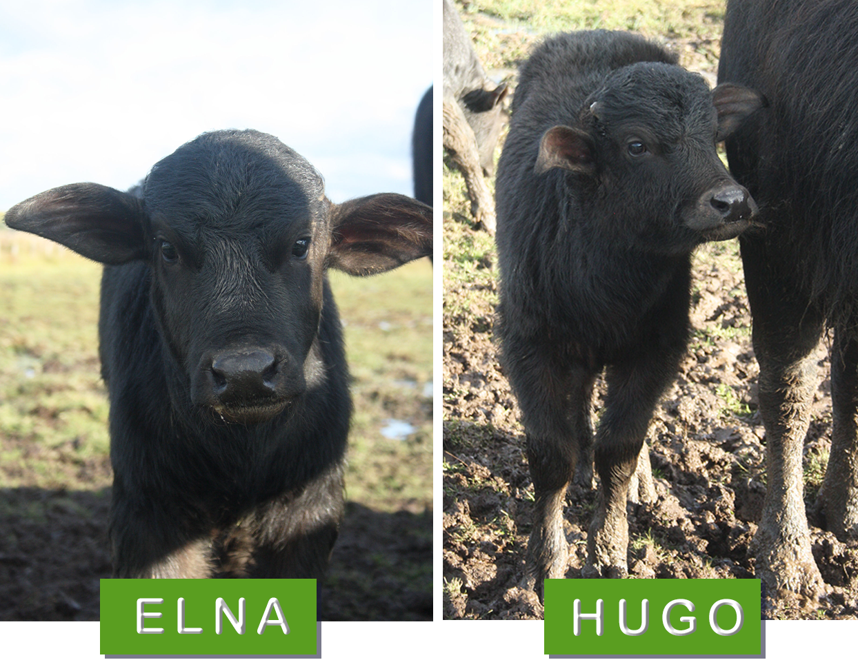 Elna och Hugo