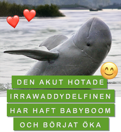 Irrawaddydelfinen har ökat