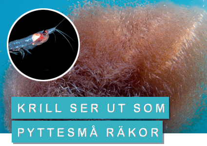 Krill