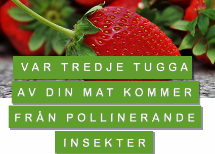 Var tredje tugga av din mat kommer från pollinerande insekter.