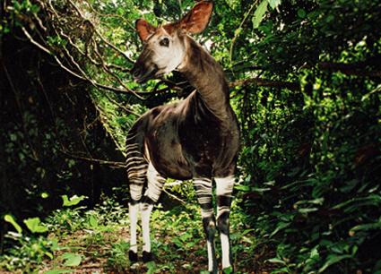 okapi