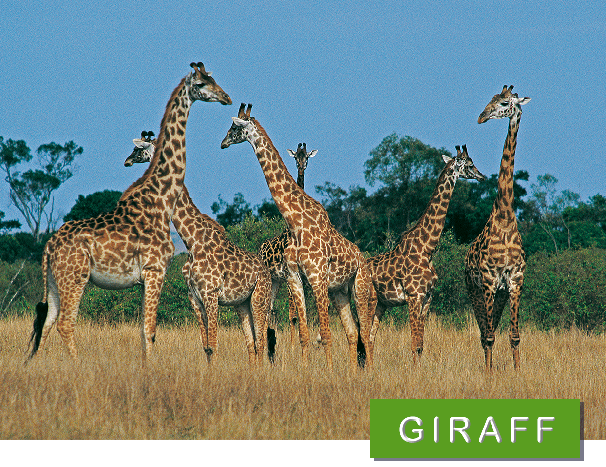 Giraff